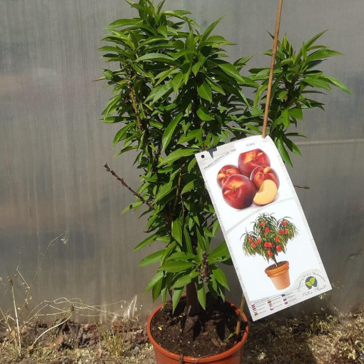 Mini Patio - Nectarine Rubis, conteneur 4L