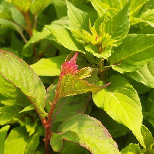 Célosie plumeuse - Mélange de couleurs