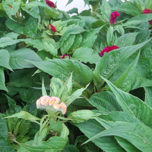 Célosie crête de coq - Mélange de couleurs  2L