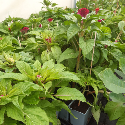 Célosie crête de coq - Mélange de couleurs  2L