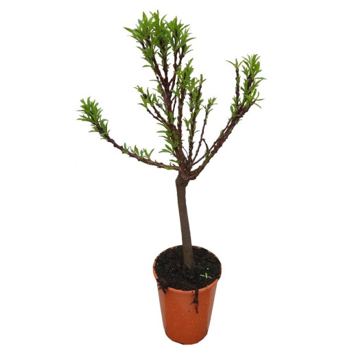 Mini Patio - Nectarine Rubis, conteneur 4L