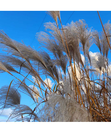 Roseau de Chine 'Memory'  2L