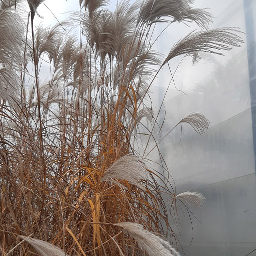 Roseau de Chine 'Memory'  2L