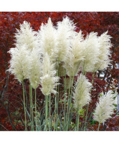 Herbe de la pampa 'White Plume'  2L