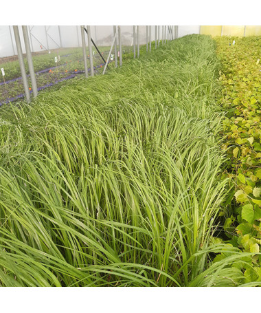 Herbe de la pampa 'White Plume'  2L