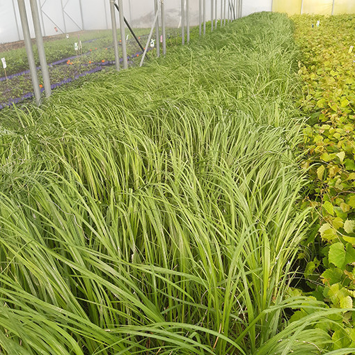 Herbe de la pampa 'White Plume'  2L