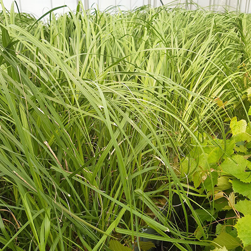 Herbe de la pampa 'White Plume'  2L