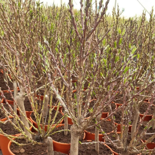 Mini Patio - Nectarine Rubis, conteneur 4L