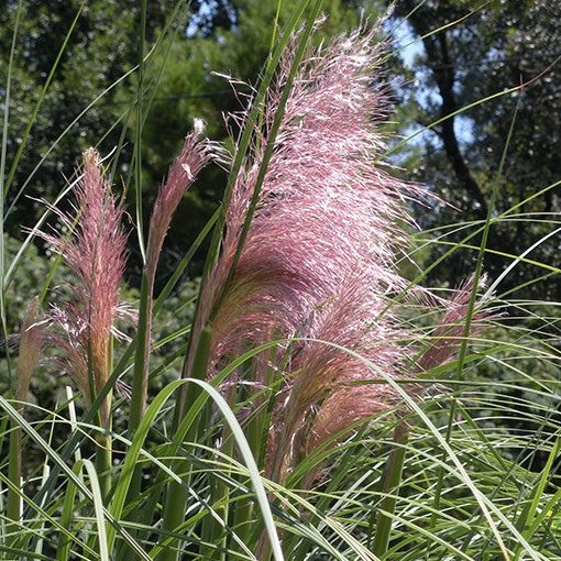 Herbe de la pampa ROSEA  2L