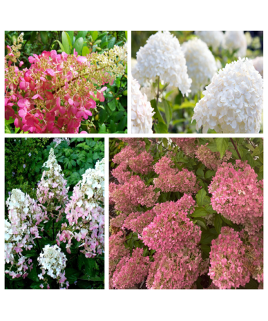 Ensemble de 4 pièces - Hortensias paniculés en pots de 2L