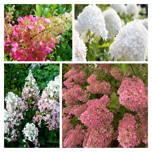 Ensemble de 4 pièces - Hortensias paniculés en pots de 2L