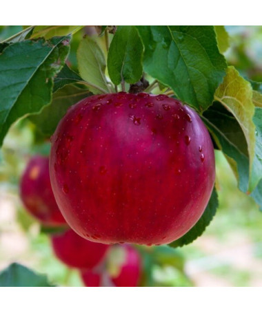 Mini Patio - Pommier Pidi, pot de 4L