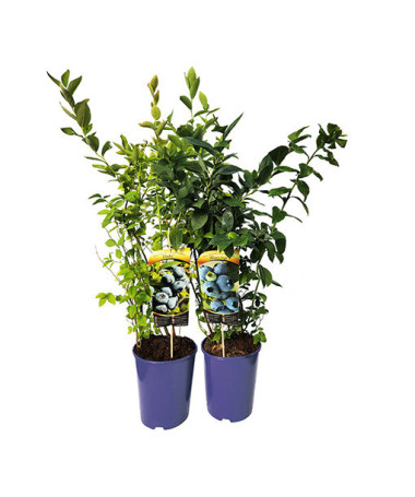 Myrtille américaine 'Brigitta'  4L