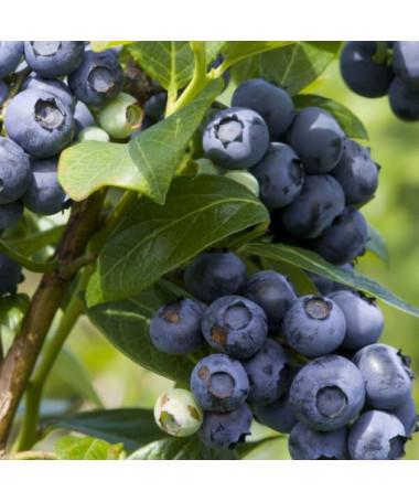 Myrtille américaine 'Spartan'  4L