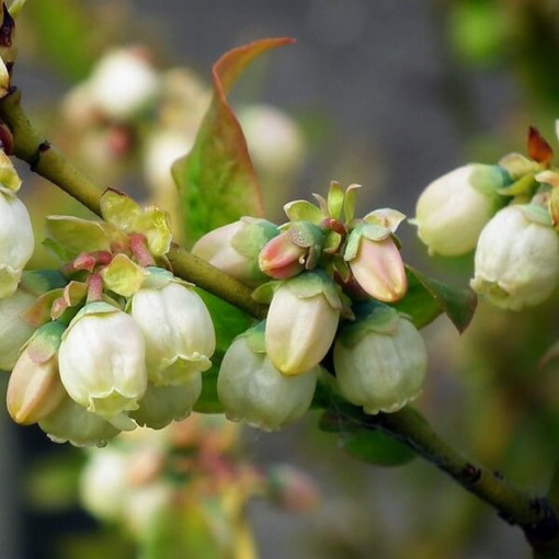 Myrtille américaine 'Spartan'  4L