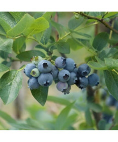 Myrtille 'Patriot' pot de 4 litres