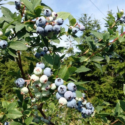 Myrtille 'Patriot' pot de 4 litres