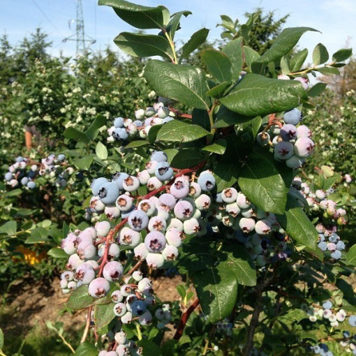 Myrtille américaine 'Toro'  4l