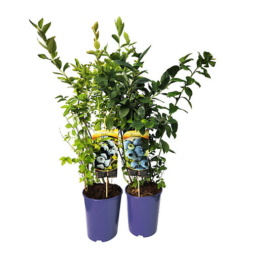 Myrtille américaine 'Toro'  4l