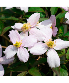 Clématite des montagnes 'Tetrarose' pot P9/C1