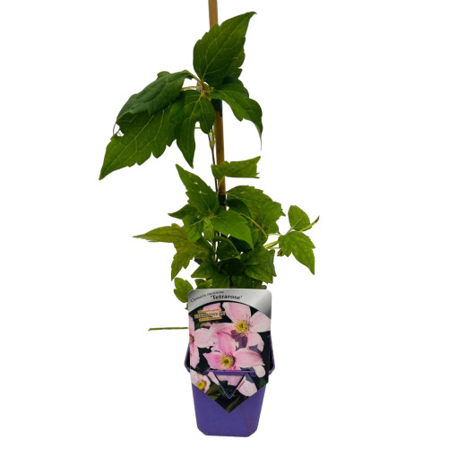 Clématite des montagnes 'Tetrarose' pot P9/C1