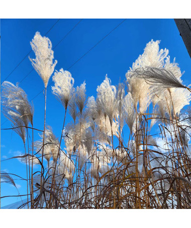 Roseau de Chine 'MEMORY' en pot P9/C1