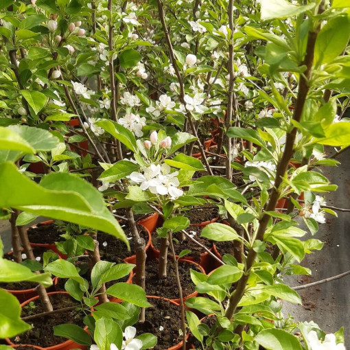 Mini Patio - Pommier Pidi, pot de 4L