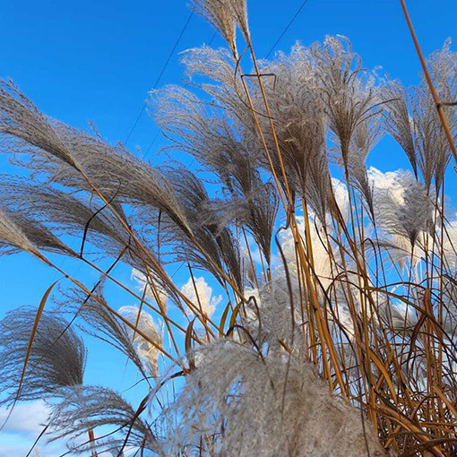 Roseau de Chine 'MEMORY' en pot P9/C1