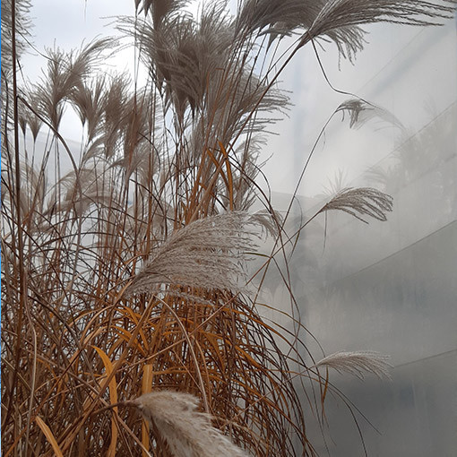 Roseau de Chine 'MEMORY' en pot P9/C1