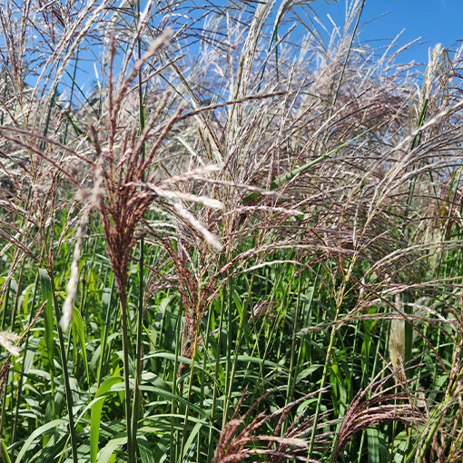 Roseau de Chine 'Cosmopolitan' P9/C1