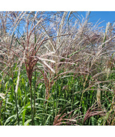 Roseau de Chine 'Cosmopolitan' P9/C1