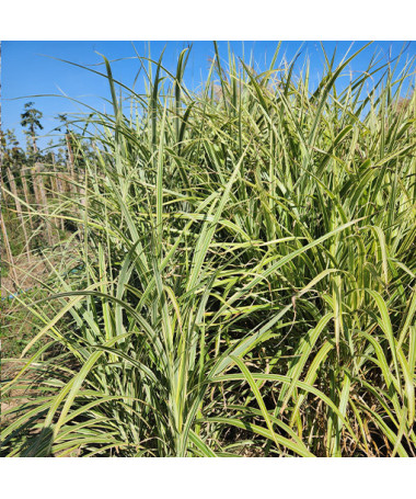 Roseau de Chine 'Cosmopolitan' P9/C1