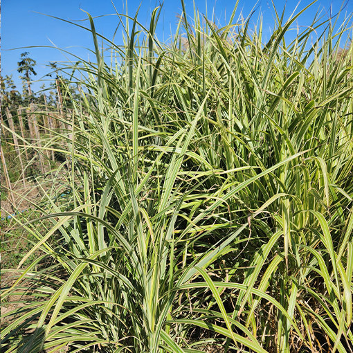 Roseau de Chine 'Cosmopolitan' P9/C1