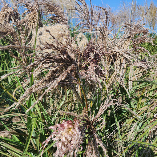 Roseau de Chine 'Dread Locks' P9/C1