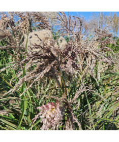 Roseau de Chine 'Dread Locks' P9/C1