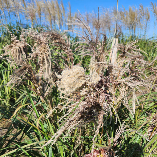 Roseau de Chine 'Dread Locks' P9/C1