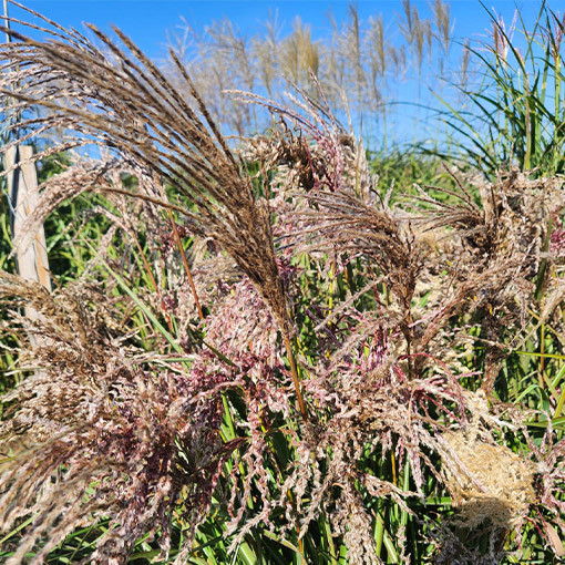 Roseau de Chine 'Dread Locks' P9/C1