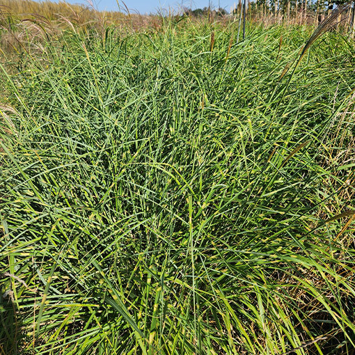 Miscanthus de Chine 'Little Zebra' P9/C1