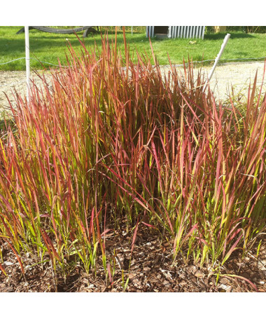Herbe sanglante du Japon 'Red Baron' P9/C1