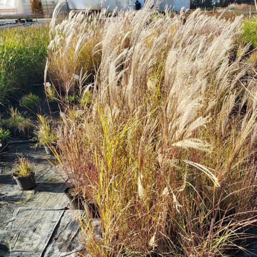Miscanthus chinois 'Silberspinne' P9/C1