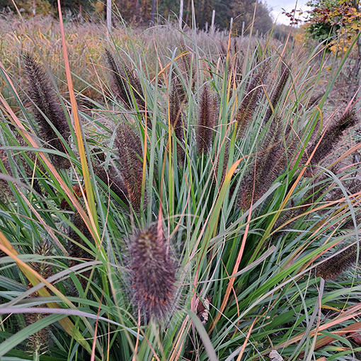 Herbe aux écouvillons du Japon 'Black Beauty' P9/C1
