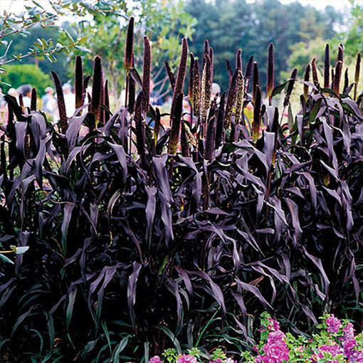 Mil perlé 'Purple Baron'  2L