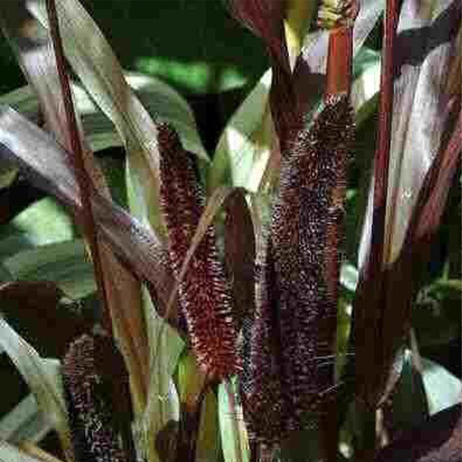 Mil perlé 'Purple Baron'  2L