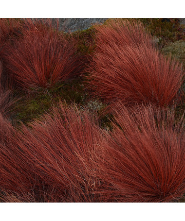 Carex buchananii 'Firefox' P9/C1