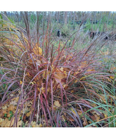 Miscanthus chinois 'Rotfuchs' P9/C1