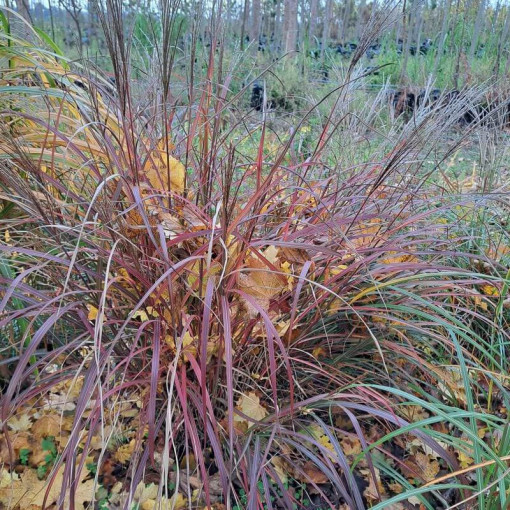Miscanthus chinois 'Rotfuchs' P9/C1