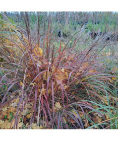 Miscanthus chinois 'Rotfuchs' P9/C1