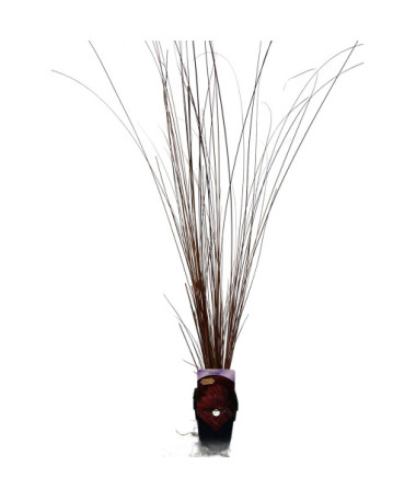 Carex buchananii 'Firefox' P9/C1