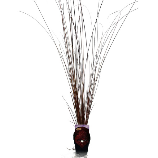 Carex buchananii 'Firefox' P9/C1