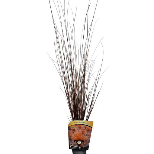 Carex buchananii P9/C1